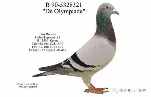 传奇桑杰士世界上飞得最快的鸽系