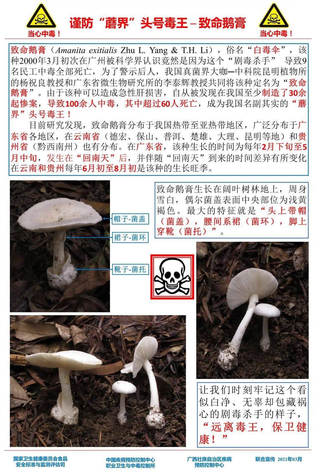 剧毒,是我国南方地区主要的导致死亡的种类.怎样预防毒蘑菇中毒?