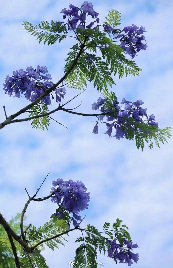 五月限定的浪漫!成都蓝花楹赏花地大盘点