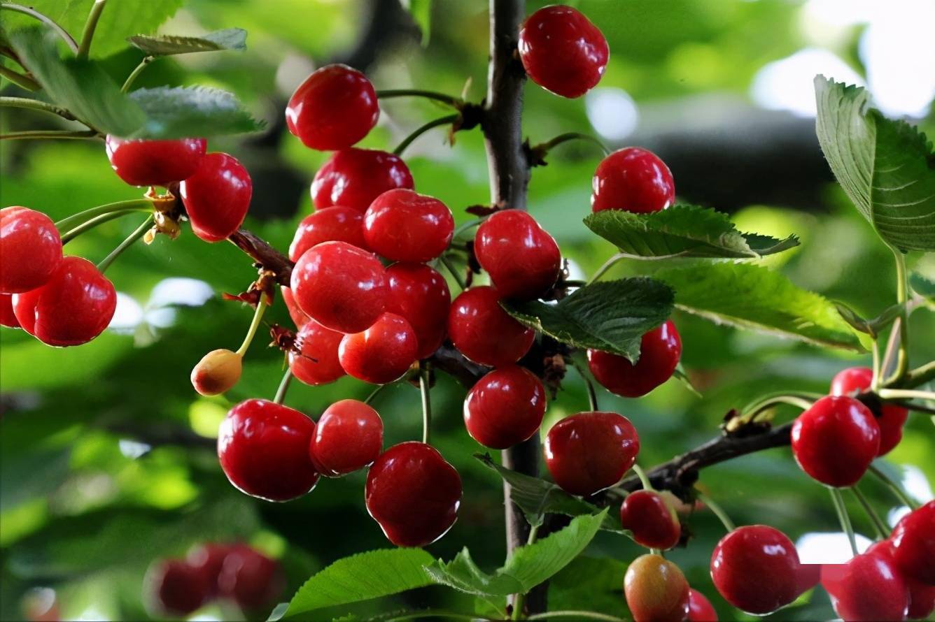 2010年的时候,被中国果品流通协会授予了"中国优质甜樱桃之都"的称号