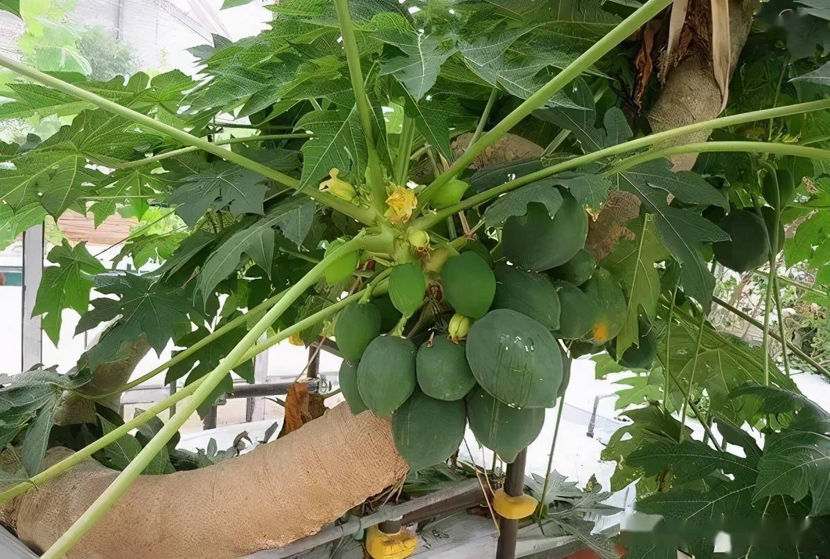 木瓜最新种植方法 木瓜盆栽种植方法