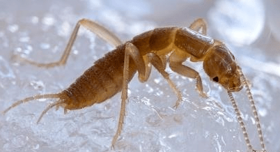 我叫双尾虫,尾部有两个钳状或线状的尾叶,有了这个"武器",朋友们都不