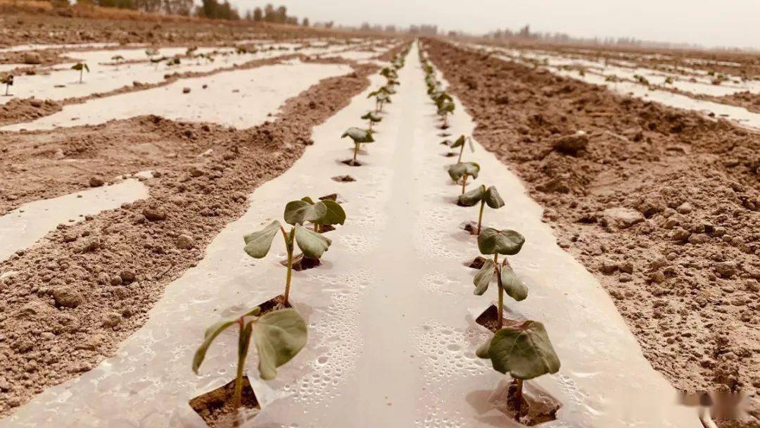 棉苗生长缓慢生育进程滞后恢复仍需时日