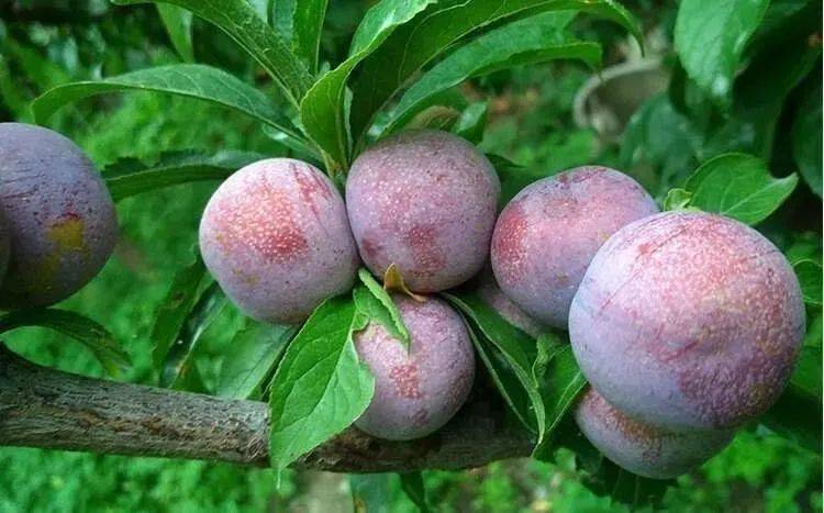 鲜红诱人的岭南果王三华李爽脆酸甜解暑一口气啃5个