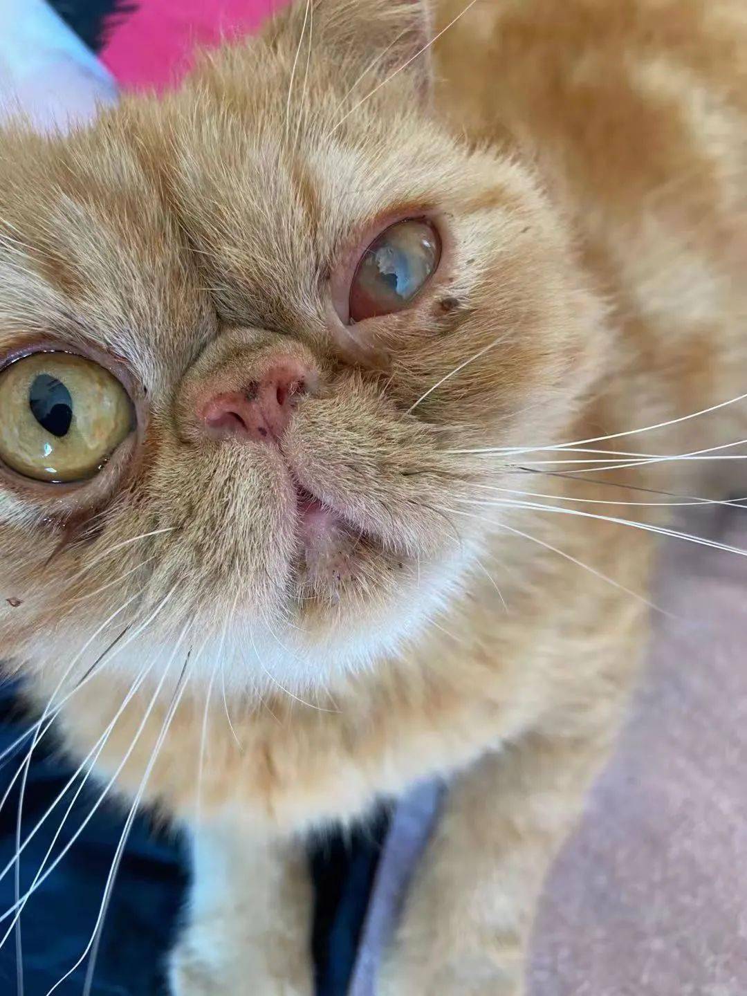 猫咪眼球逐渐发白,是得了白内障吗?