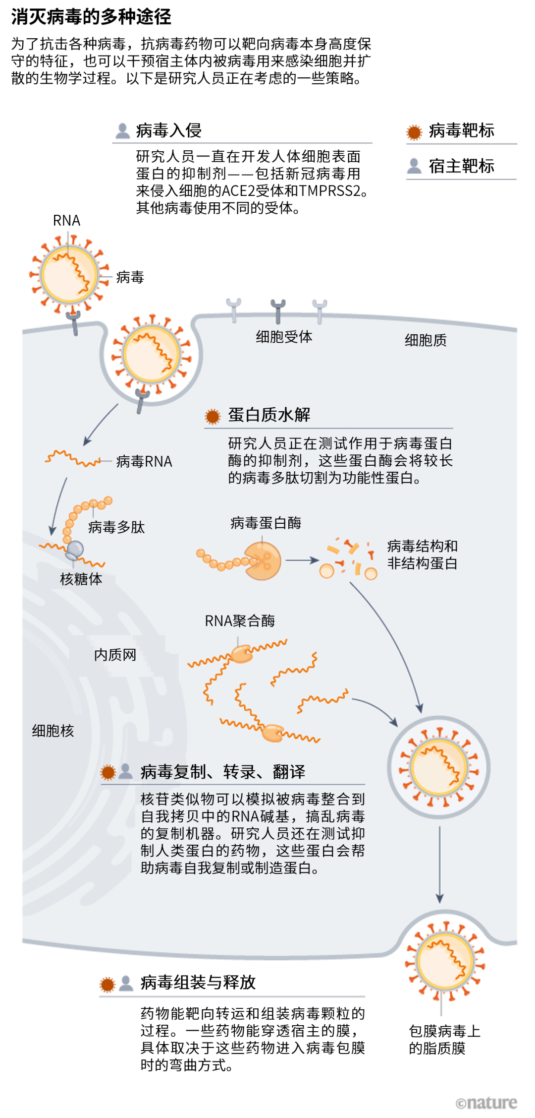 sars病毒传播途径图片