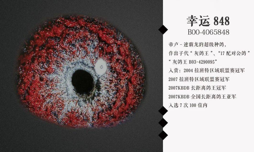 每一位信鸽爱好者都希望自己的鸽子在短程和远程比赛中荣获冠军或榜上