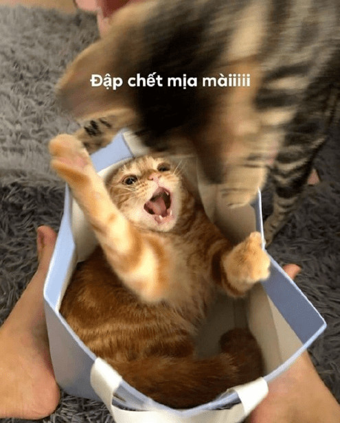 92e63839b94d49e1843bdab103f0c909.png