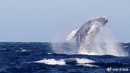 一篇报道|鲸：地球的“降温神兽”