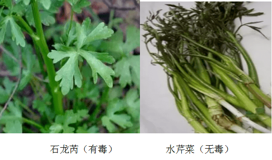 这个案例告诉我们:想吃芹菜请到正规市场购买,否则"毒芹菜"毒你没商量