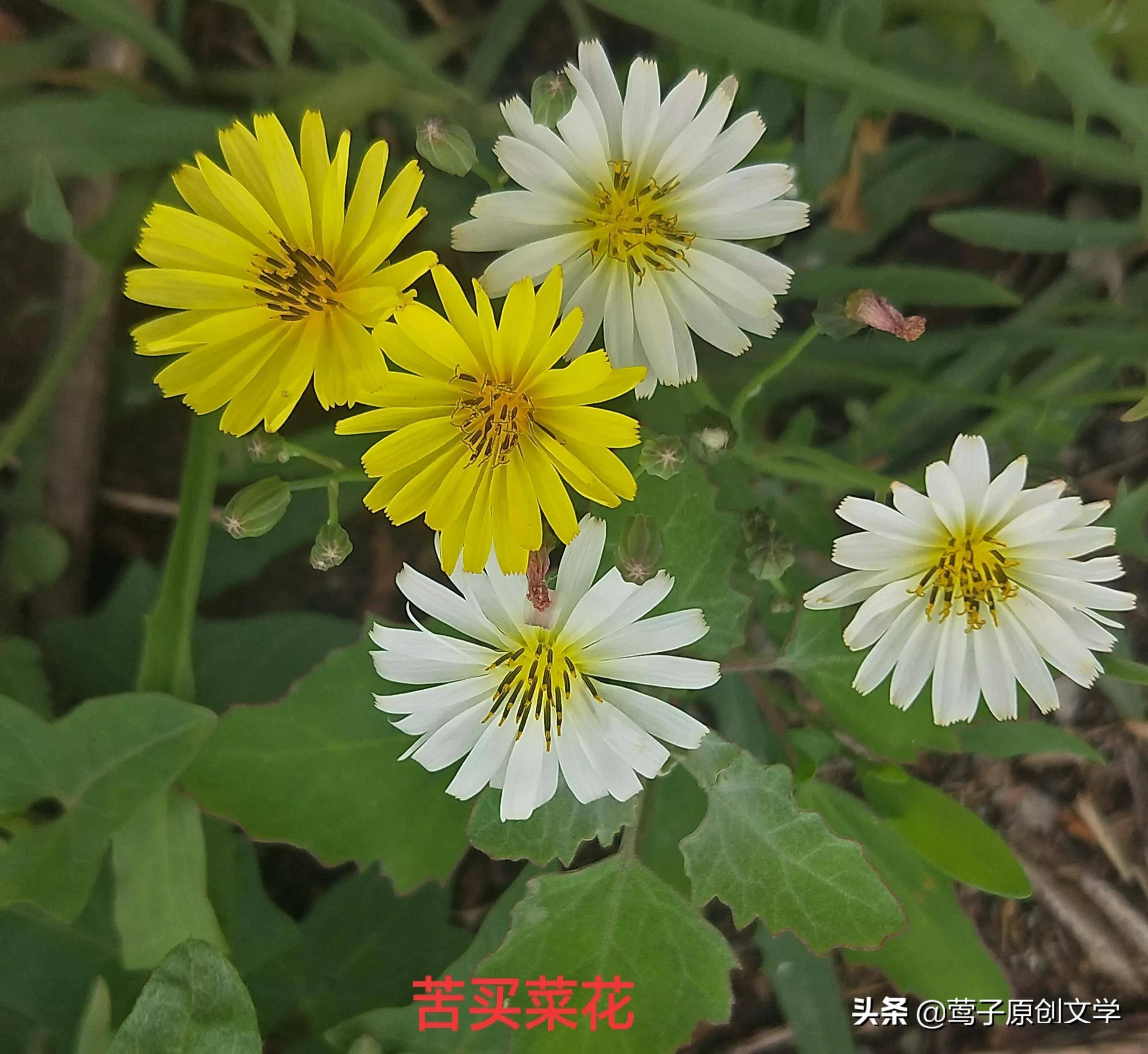 路边的野花不要踩 让它开 生命 路边的野花不要踩 让它开 生命