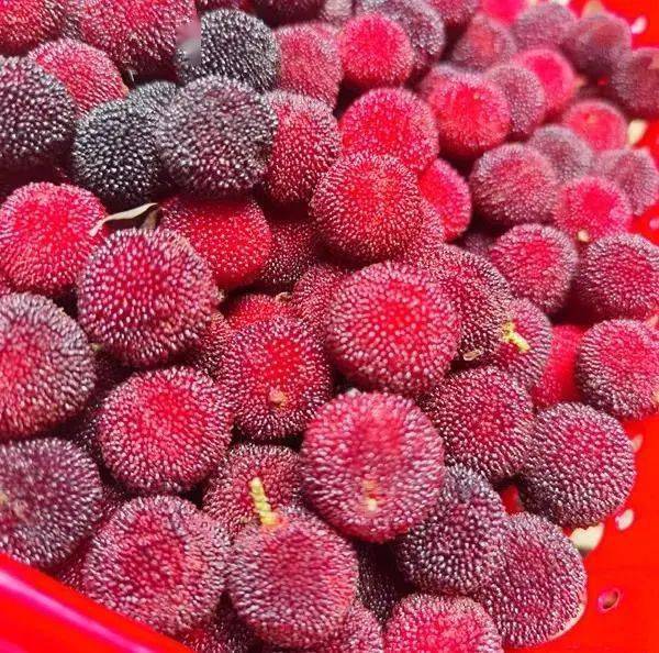 云南村光正好丨昆明晋宁甸心村小小杨梅让小山村扬眉吐气