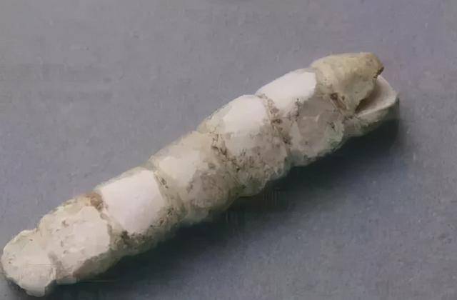 这条珍贵的金蚕,当年竟无人问津