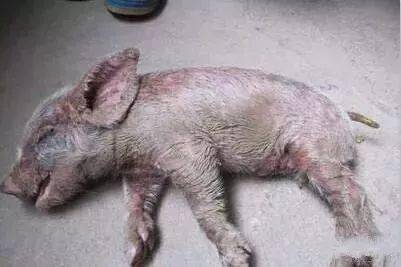仔猪油皮病怎么治这三位兽医给了这几套方案