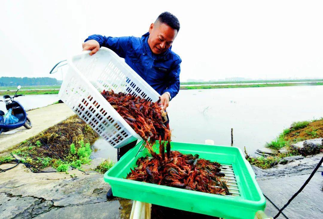 河北小龙虾养殖地区图片