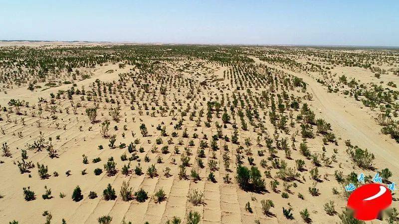 建设一园四带筑牢生态屏障临泽县防沙治沙成效显著
