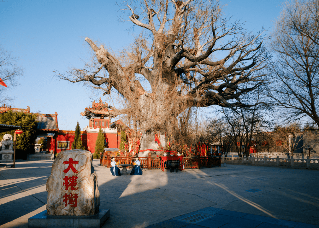 诗韵槐乡(六)_大槐树