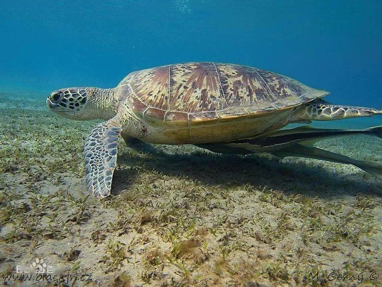 67海洋科普1451馬尾藻海是海龜重要的繁育基地