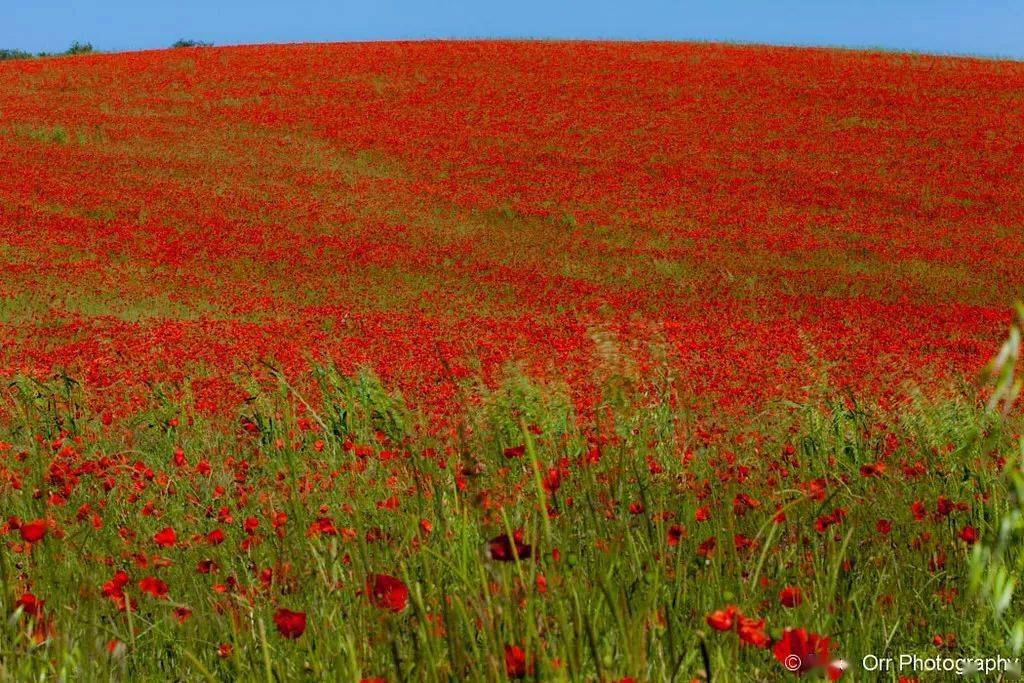 比薰衣草田还火 英国夏日的虞美人花海 更不容错过 花田
