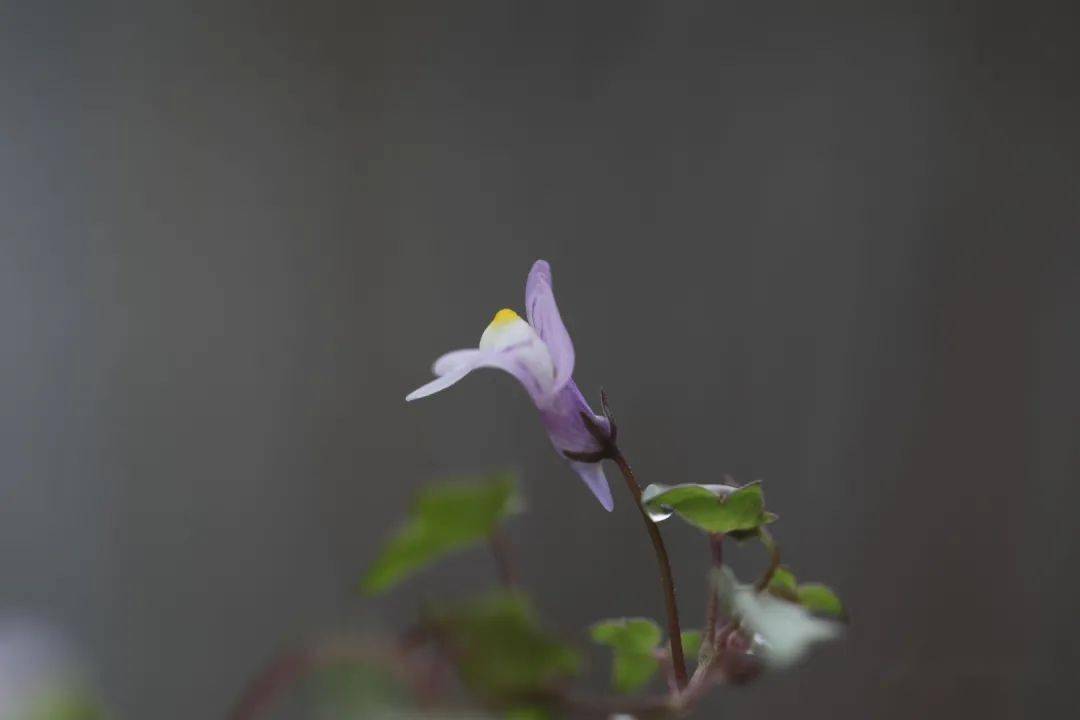 蔓柳穿鱼 花盆里的野性美 杂草