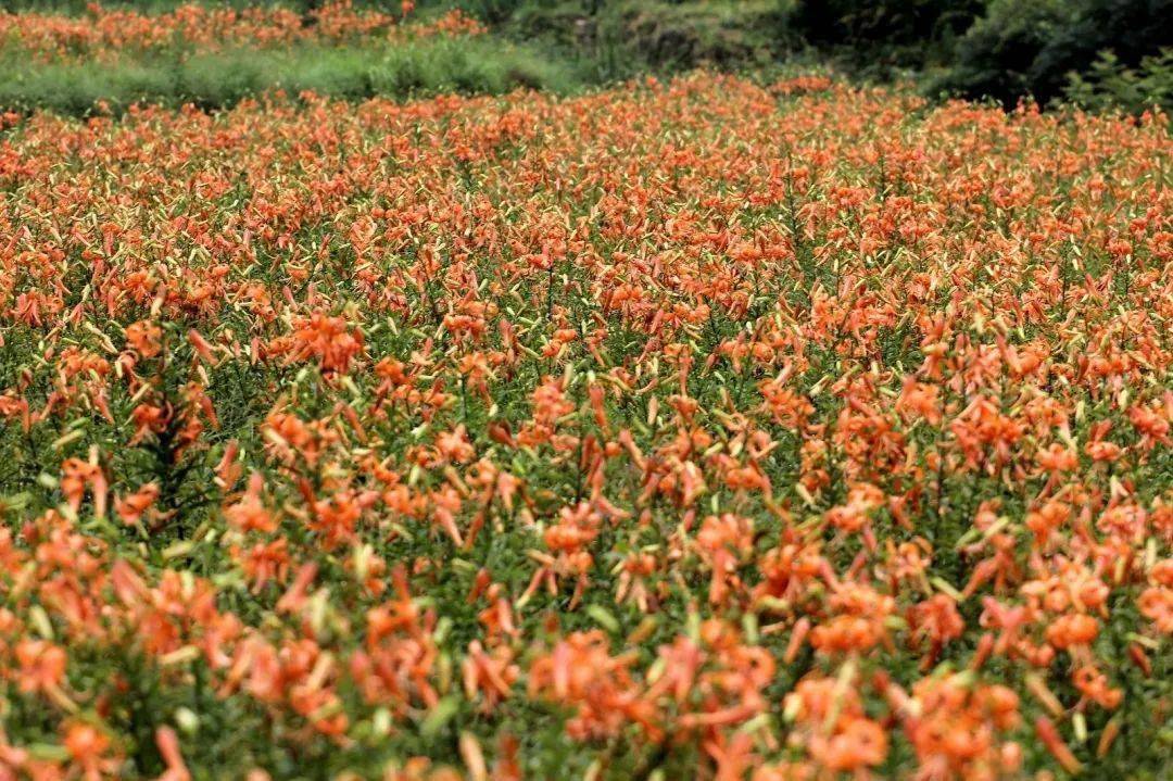 300亩百合花已竞相开放舒桥乡百合基地