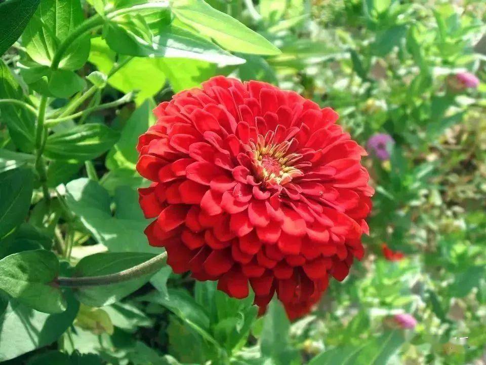 世界各国国花,真是太美了,不愧是国花!大开眼界