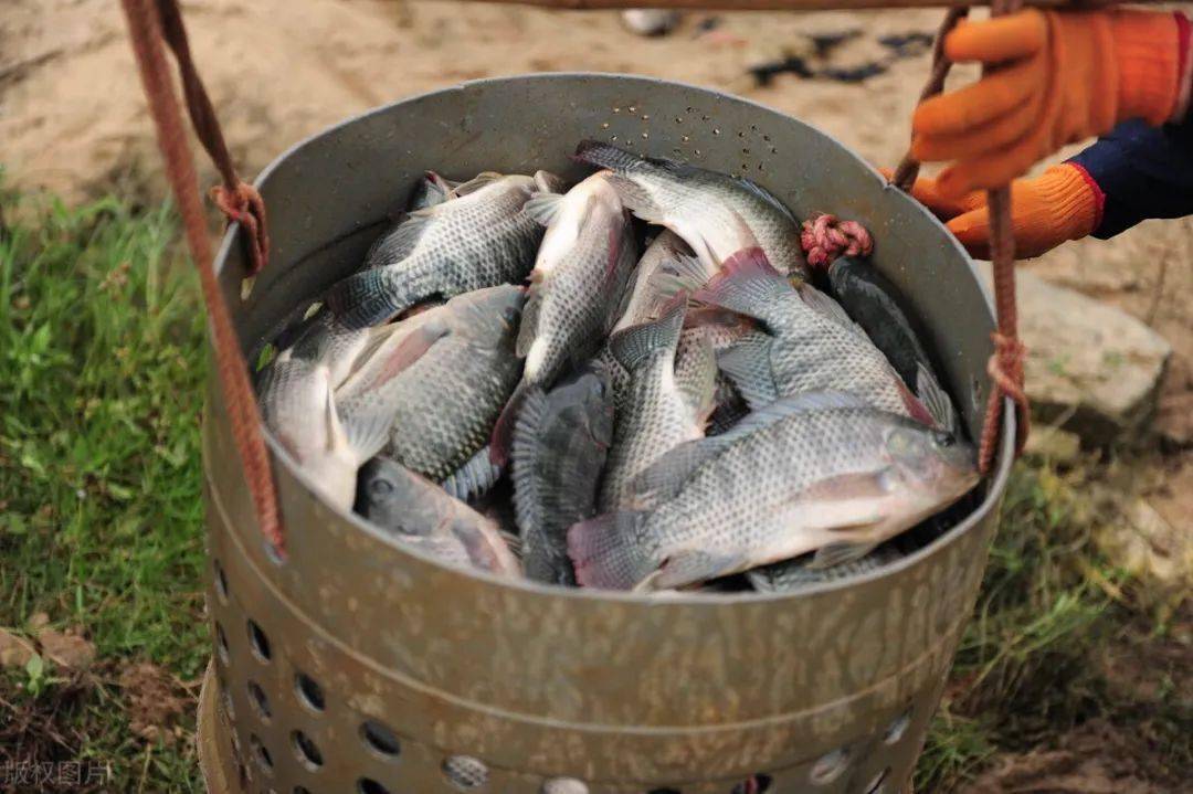 脆肉鲩,为什么非要喂蚕豆?