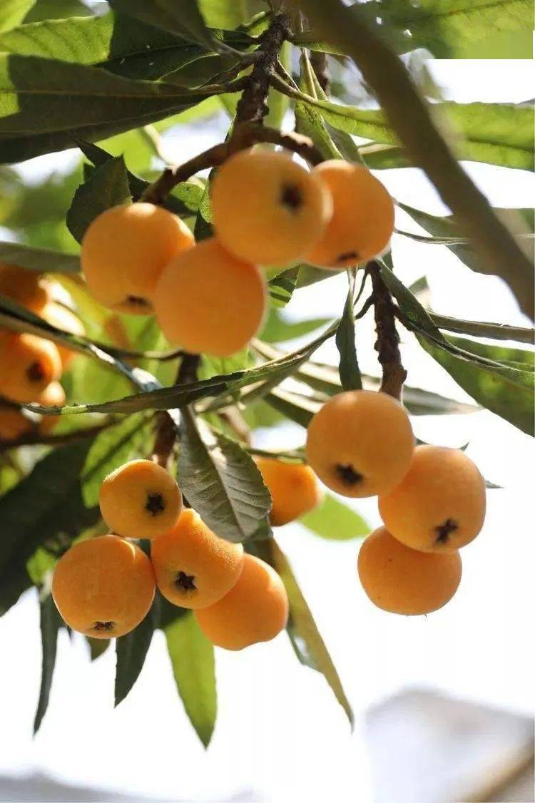 甜甜甜甜甜甜甜~~_枇杷