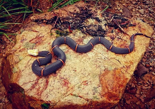 广州发现罕见毒蛇白头蝰