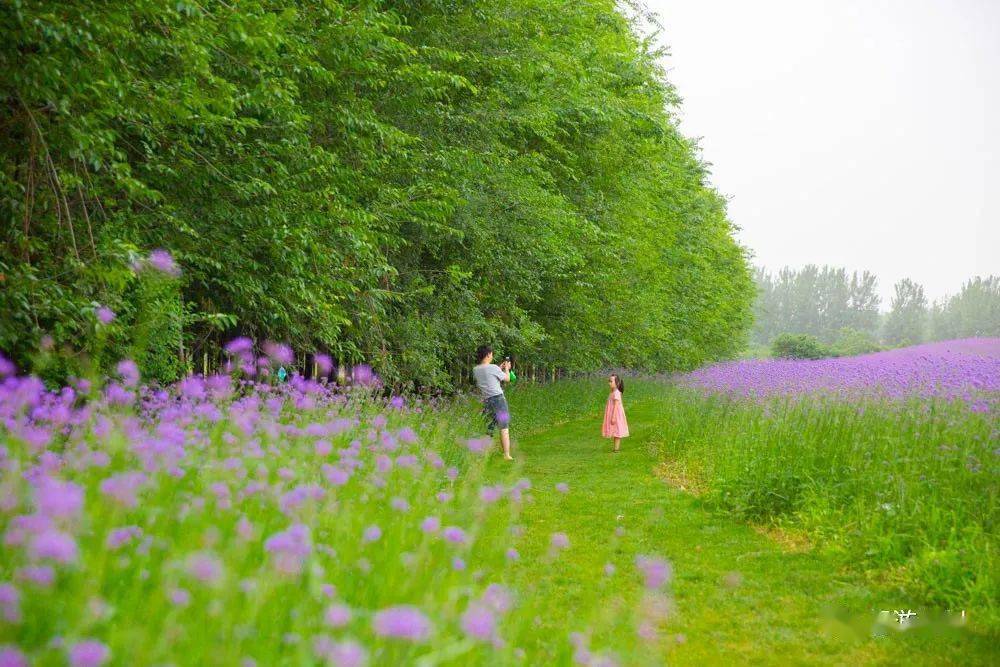 華佗百草園二期開建效果圖養眼