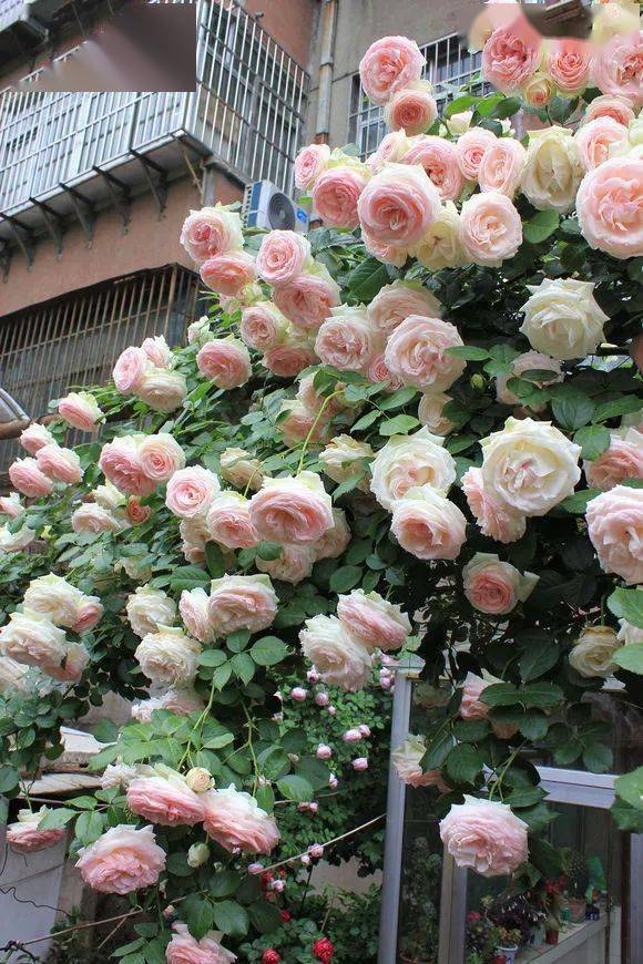 晒图| 从初开到盛放,龙沙宝石越来越美了…_花友