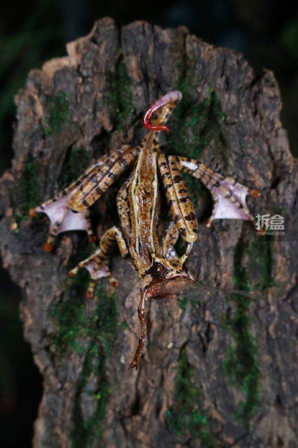 yyf 幻想生物～角蟾蜥艺术家限定版 动物模型gk雕像