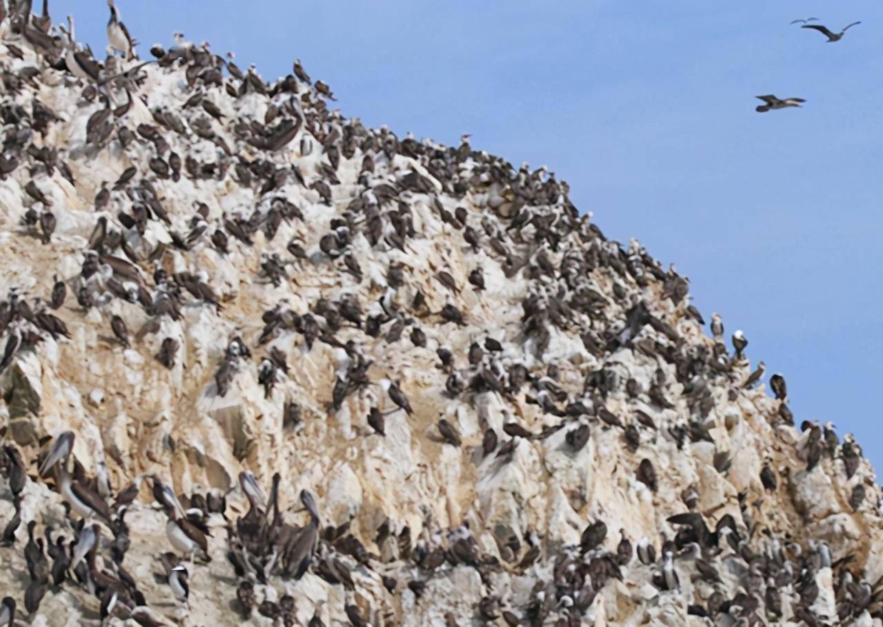 鸟粪中富含氮磷钾,能够很大程度上提高土壤肥力,这为秘鲁开辟欧洲市场