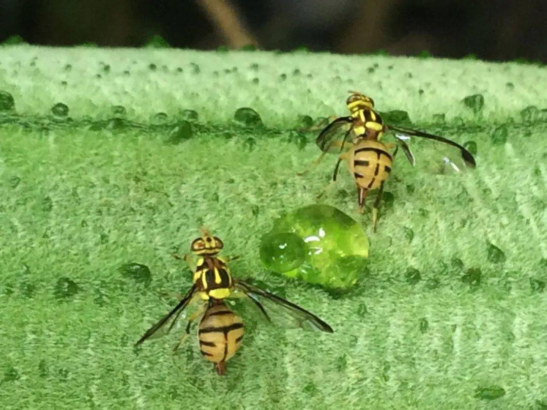 动植物检疫海关实蝇监测我们一起抓虫虫