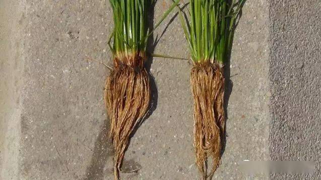 水稻根部颜色对秧苗长势有什么影响?