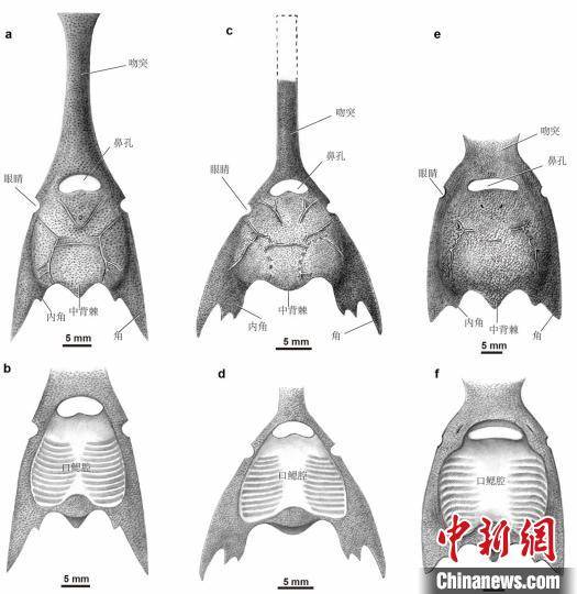 华南|4.1亿年前游动的“三叉戟” 中国科学家在云南曲靖首次发现长吻三歧鱼
