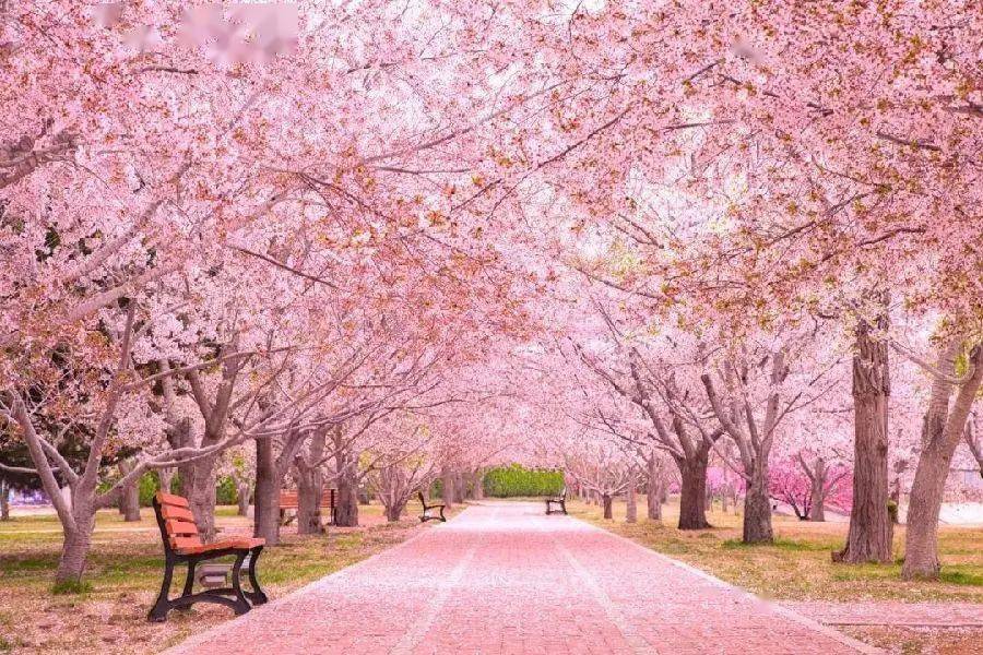 大连旅顺樱花园春季赏花摄影游线路三抚顺红河峡谷漂流沿途迎客壁