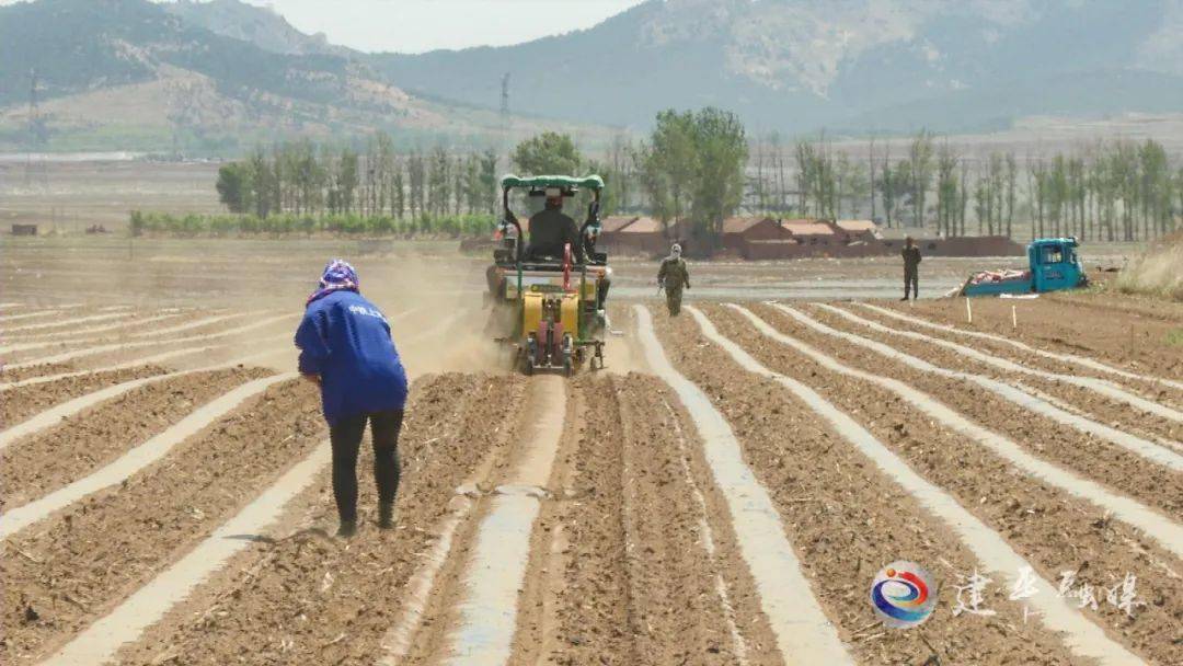 三家蒙古族乡:特色农业产业"赋能"乡村振兴_种植