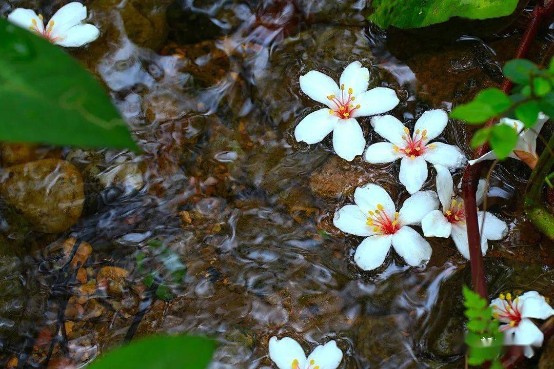 油桐花开,纯白的花瓣中伸展着鲜红的花蕊,像极了爱情最初的美好;油桐