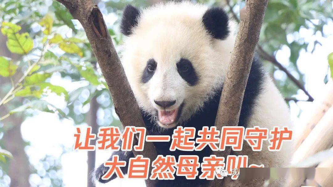 欢乐儿童节|小川见面"绘"|爱成都 迎大运_大熊猫