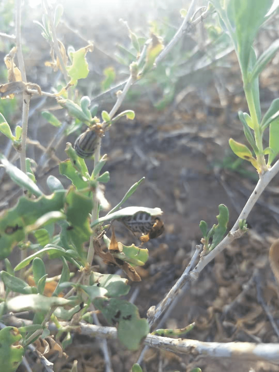 阿拉善左旗草原工作站豪斯布尔都地区白刺叶甲虫害防治工作顺利完成