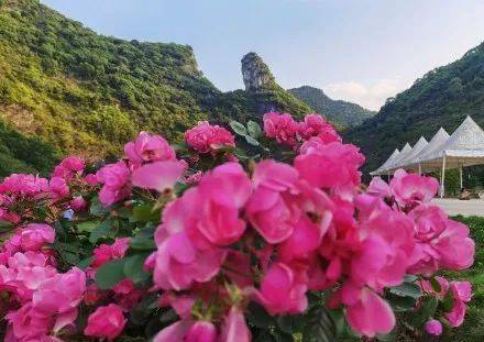 龙宫玫瑰爱情湾景区图片