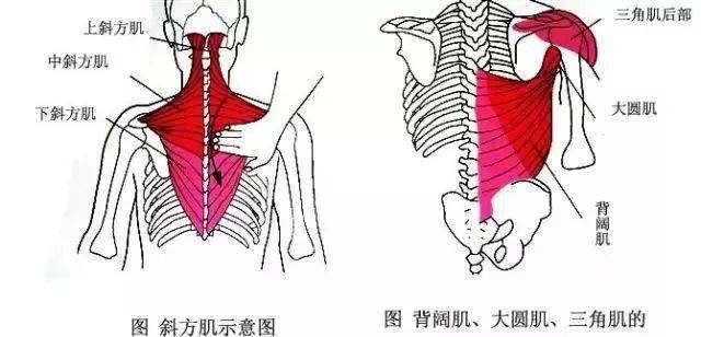什么是正常的斜方肌 202eb2a9548c4f6791eff08ce91536b5.jpeg