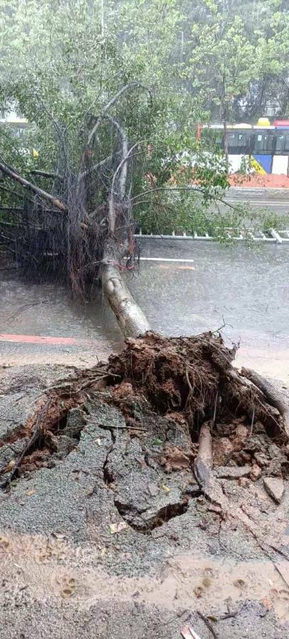 大树倒下阻碍交通.