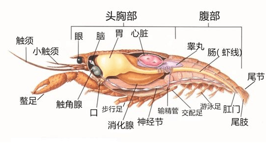 指南爱吃小龙虾的你快查收这份夏日饮食提示