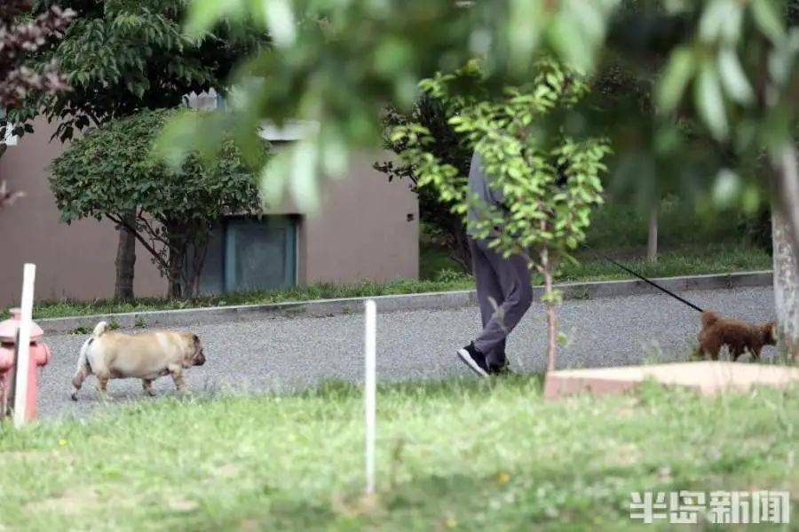 遛狗不牵绳违法！记者实探青岛各大公园、广场、小区遛狗现状_流浪狗