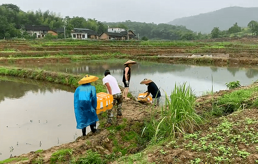 广东最大田螺养殖基地图片