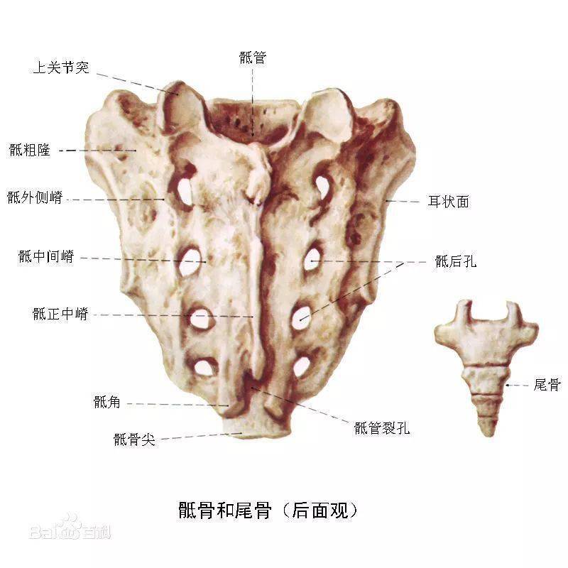 漏斗胸,脊椎裂孔疝等,却只见过一例貌似有尾巴的,也就是尾椎骨比常人