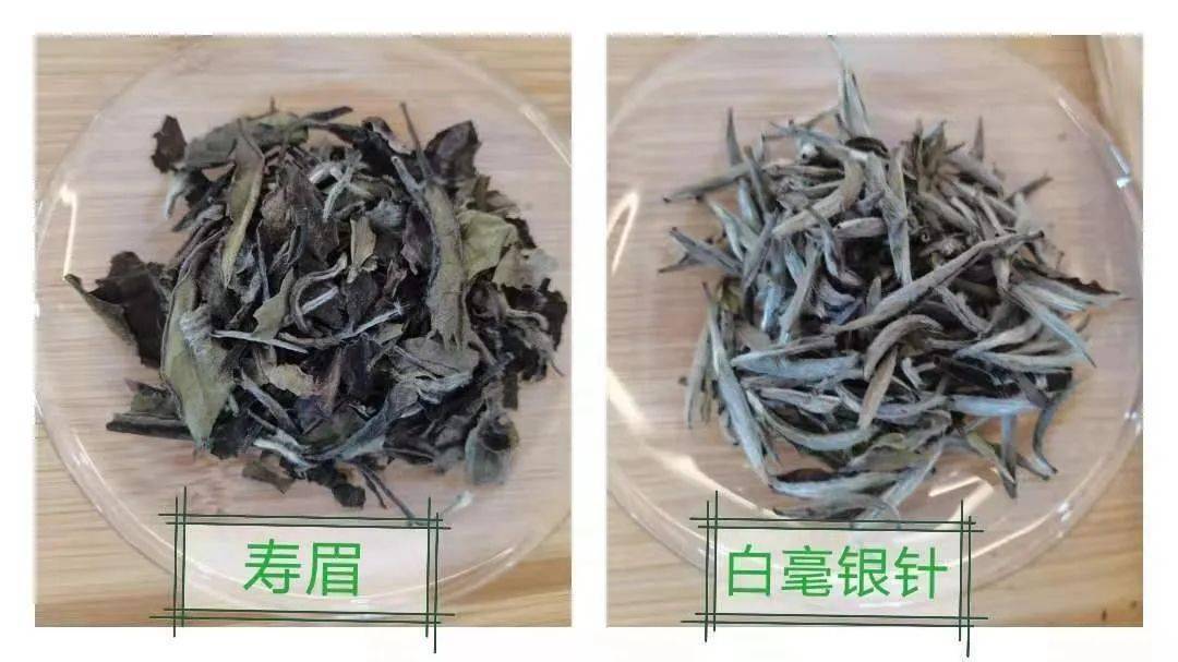 白茶分為白毫銀針,白牡丹,貢眉和壽眉四個等級,朱老師讓大家先根據評