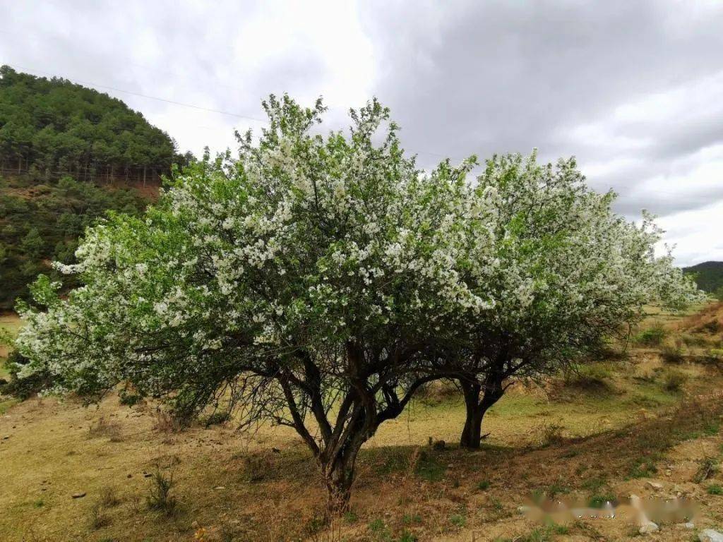 山荆子开花图片